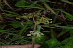 Heracleum sprengelianum